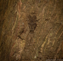 Ecnomidae