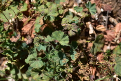 Alchemilla glaucescens