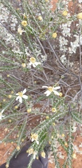 Olearia pimeleoides