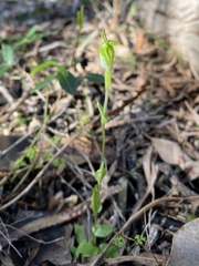 Pterostylis ectypha