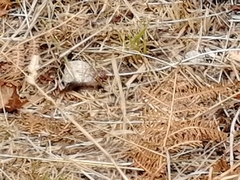 Hipparchia statilinus