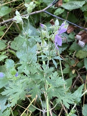 Geranium pratense