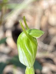 Pterostylis ectypha