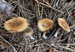 Inocybe subtomentosa