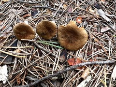 Inocybe subtomentosa