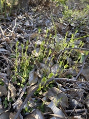 Pterostylis ectypha