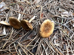 Inocybe subtomentosa
