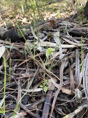 Pterostylis crispula