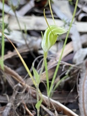 Pterostylis crispula