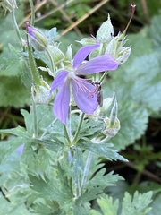 Geranium pratense