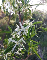 Clematis linearifolia
