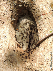 Oxytrigona tataira