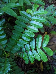 Zanthoxylum integrifoliolum