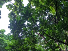 Zanthoxylum integrifoliolum