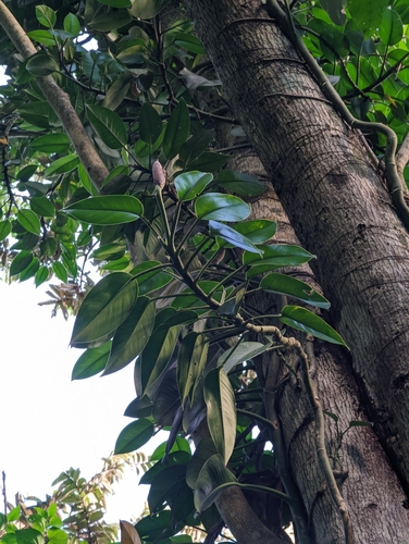 Rhaphidophora liukiuensis iNat (2)