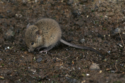 Ratón doméstico (Mus musculus)