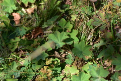 Alchemilla xanthochlora