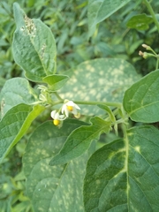 Solanum americanum
