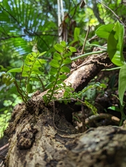 Appendicula reflexa kotoensis