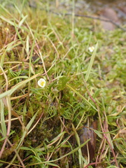Ranunculus circinatus