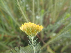 Athanasia vestita