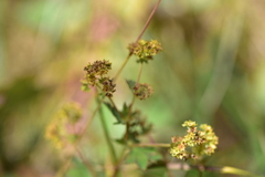 Alchemilla xanthochlora