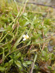 Ranunculus circinatus