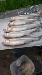 Odontesthes bonariensis