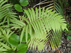 Sphaerostephanos productus