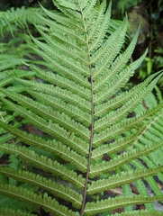 Sphaerostephanos productus