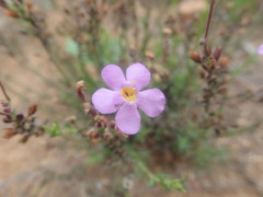 Chaenostoma subnudum