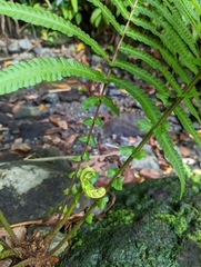 Sphaerostephanos productus