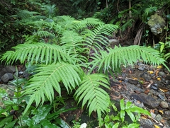 Sphaerostephanos productus