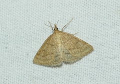 Psammotis pulveralis