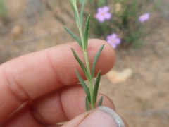 Chaenostoma subnudum
