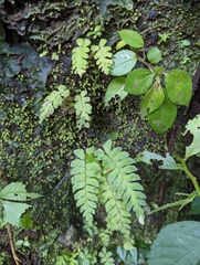 Hymenasplenium subnormale