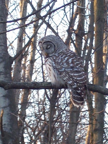 Barred Owl photographed in New York