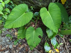 Schismatoglottis kotoensis