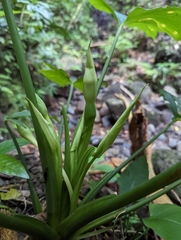 Schismatoglottis kotoensis
