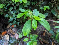 Argostemma solaniflorum
