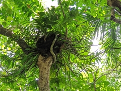 Dendrobium goldschmidtianum