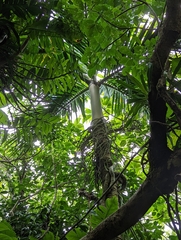 Pinanga tashiroi