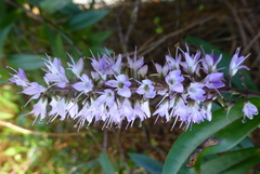Veronica bishopiana