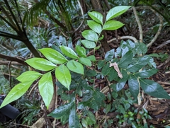 Clausena anisum-olens