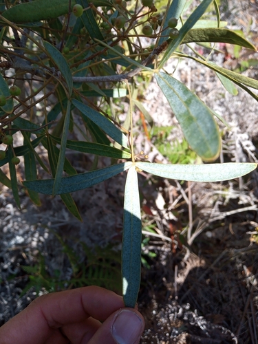 Neocussonia bojeri image