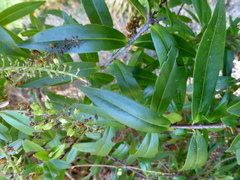 Veronica bishopiana