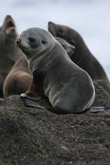 Arctocephalus tropicalis