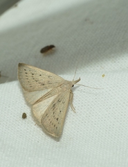Macrochilo cribrumalis