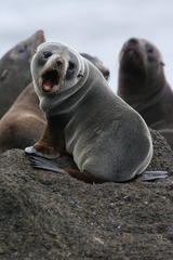 Arctocephalus tropicalis