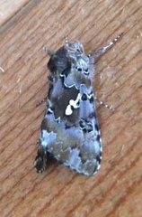 Autographa corusca